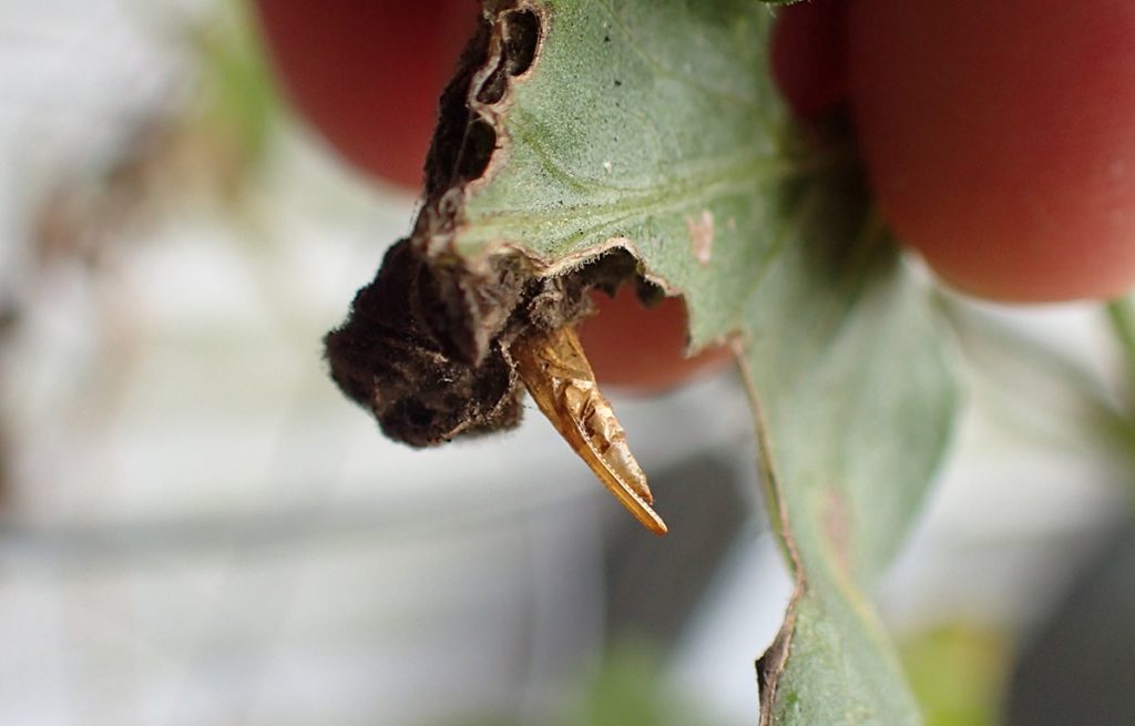 Crumpled tomato leaf with insect shell sticking out.