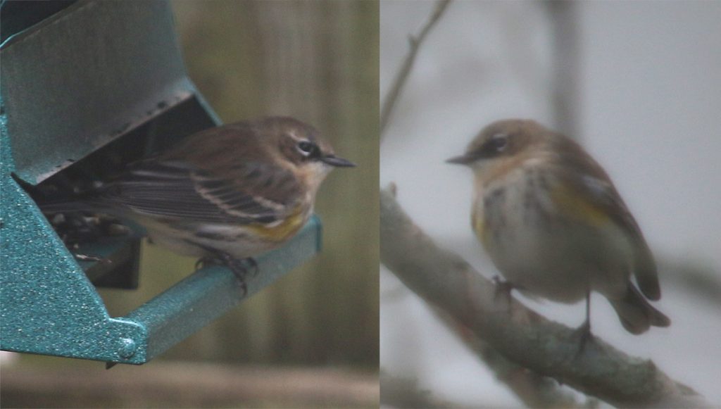 Yellow rumped warbler in a tree and on a bird feeder.