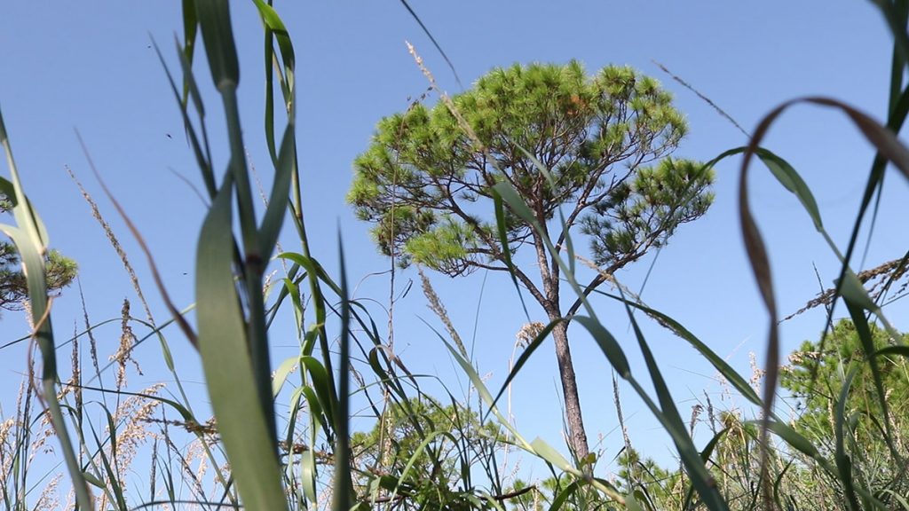 Grasses and slash pine on the John S. Phipps Preserve on Alligator Point.