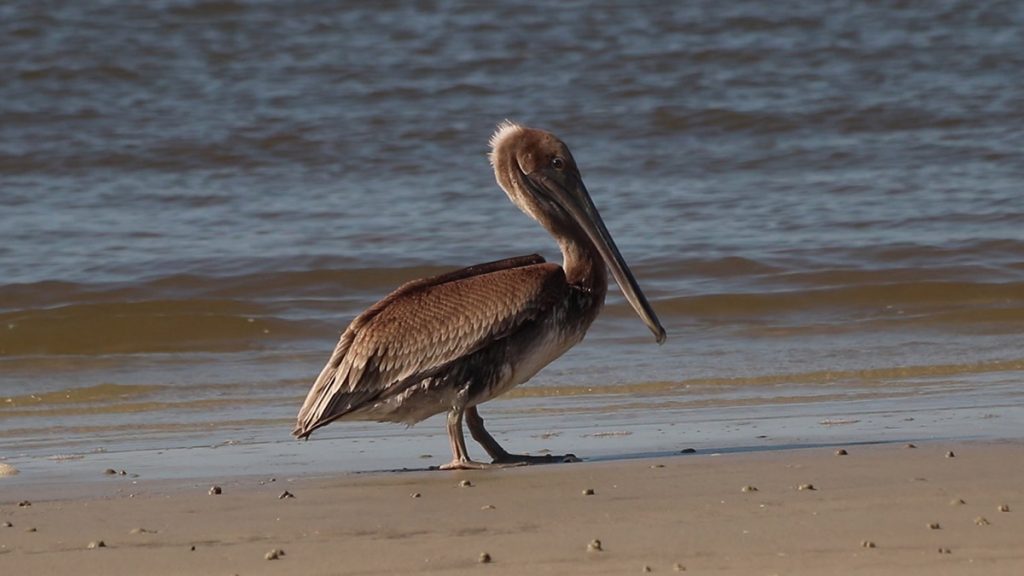 Brown pelican walking on the beach.