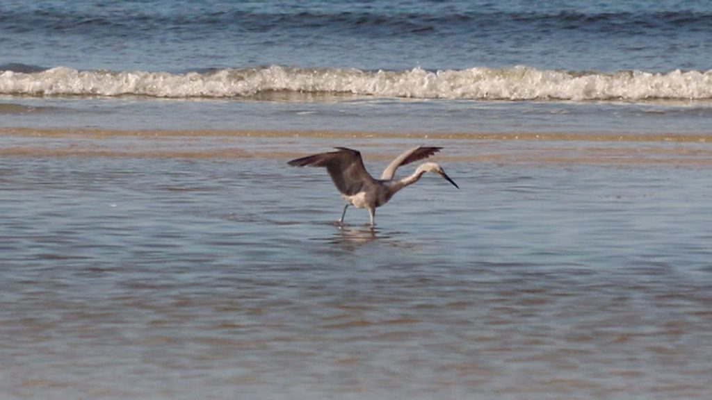 Reddish egret (Egretta rufescens) dances in the tidal zone off of Alligator Point.
