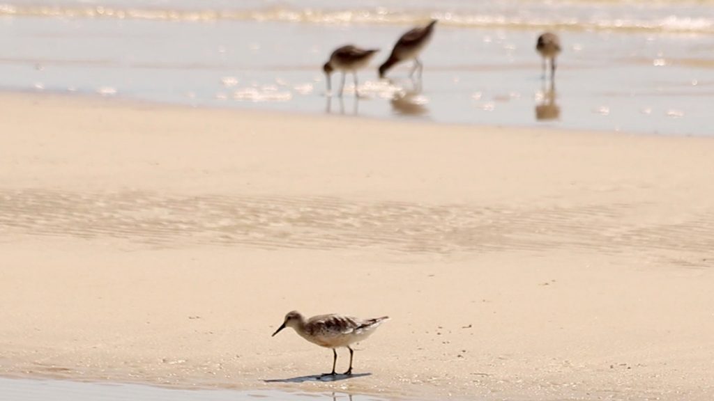 Red knot on the beach.