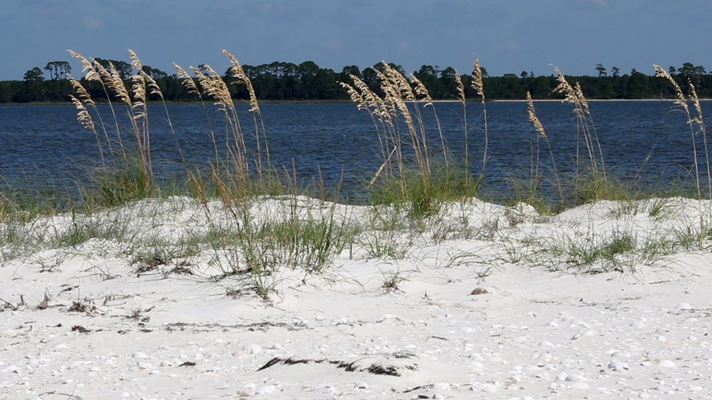Sea oats and open sand.