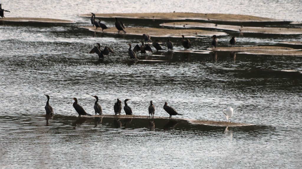 Large groups of cormorants sit on sand bars at Lake Elberta.