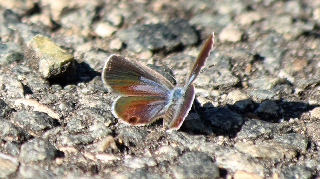 The topside of a ceraunus blue, on pavement.