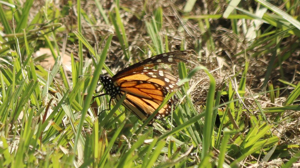 Monarch butterfly with torn wing, in grass.