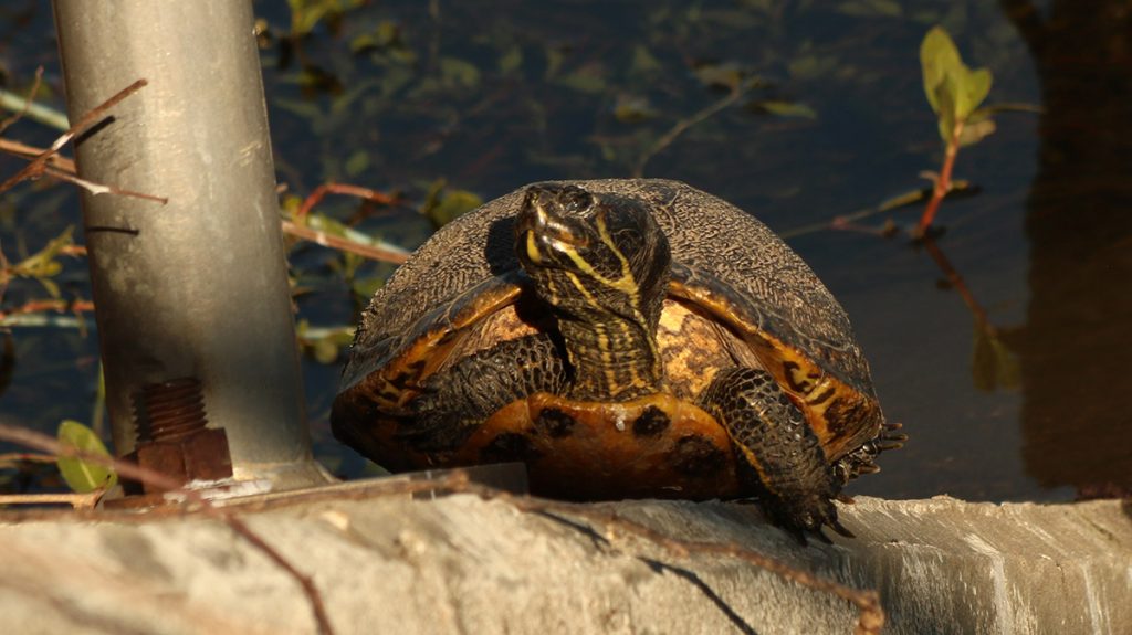 A common slider, perched on a culvert by the peninsula.