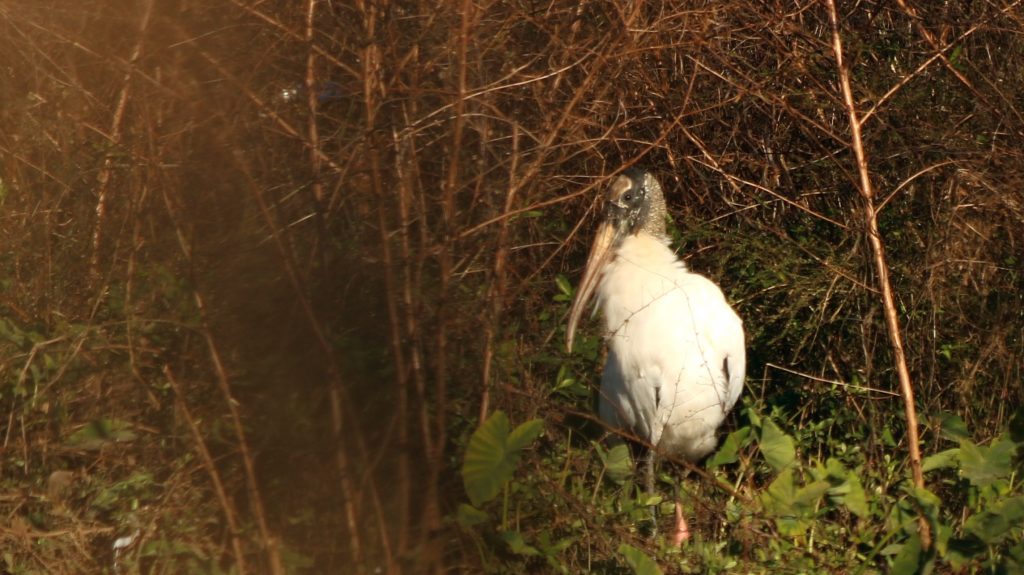 Wood stork crouches by shrubs.