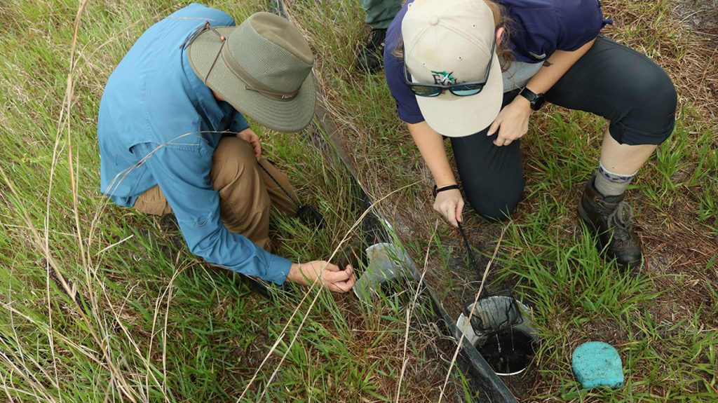 Project partners check drift fences by ephemeral wetlkands into which striped newts were just released.