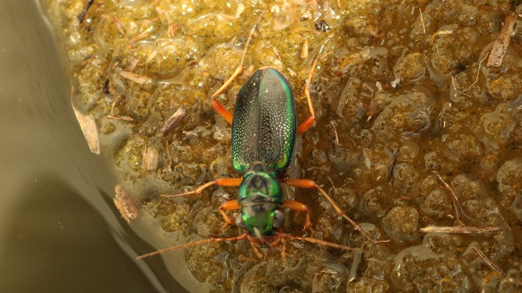 Virginia metallic tiger beetle (Tetracha virginica). 