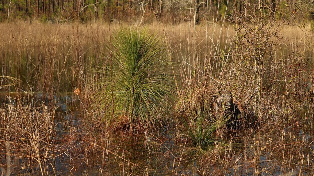 Young longleaf pine at the flooded edge of an ephemeral wetland.