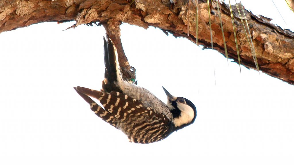 Banded red cockade woodpecker, hanging upside down on a longleaf pine branch.  Munson Sandhills 2019.