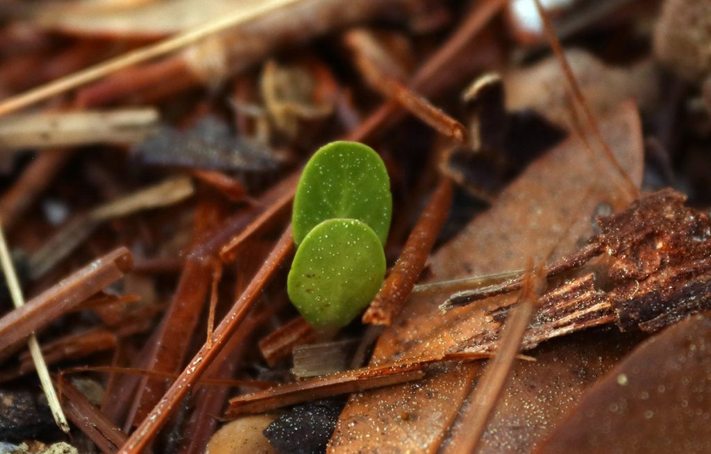 Sandhills milkweed (Asclepias humistrata) sprout.