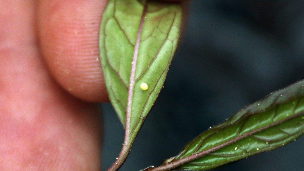 Monarch egg on aquatic milkweed (Asclepias perennis).