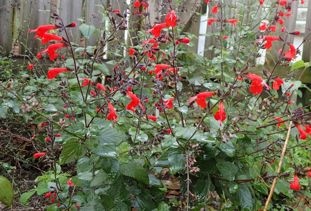 Red salvia in bloom.