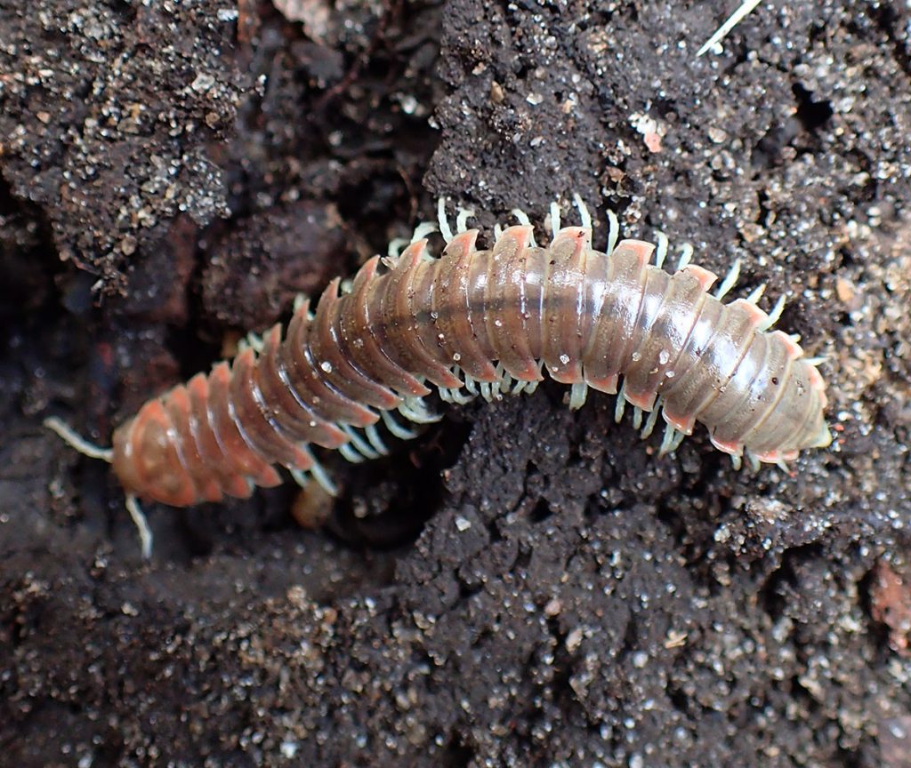 Flat backed millipede- likely Family Xystodesmidae.