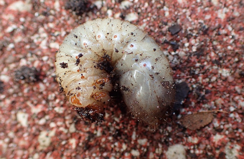 Possibly beetle larva.