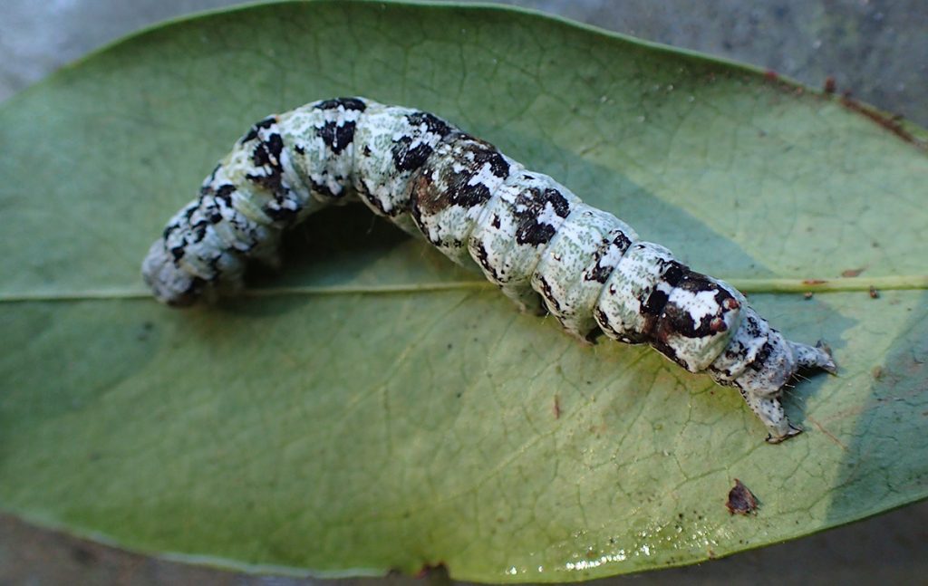 Ilia underwing caterpillar, a black and white moth caterpillar.