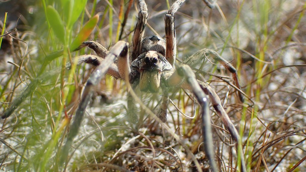 Wolf Spider, likely Carolina wolf spider 