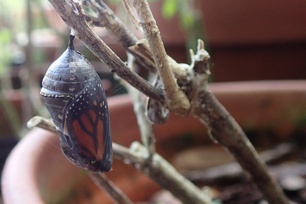 Monarch chrysalis, moments before eclosing, on aquatic milkweed (Asclepias perennis).
