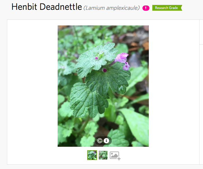 iNaturalist screen shot of henbit deadnettle.