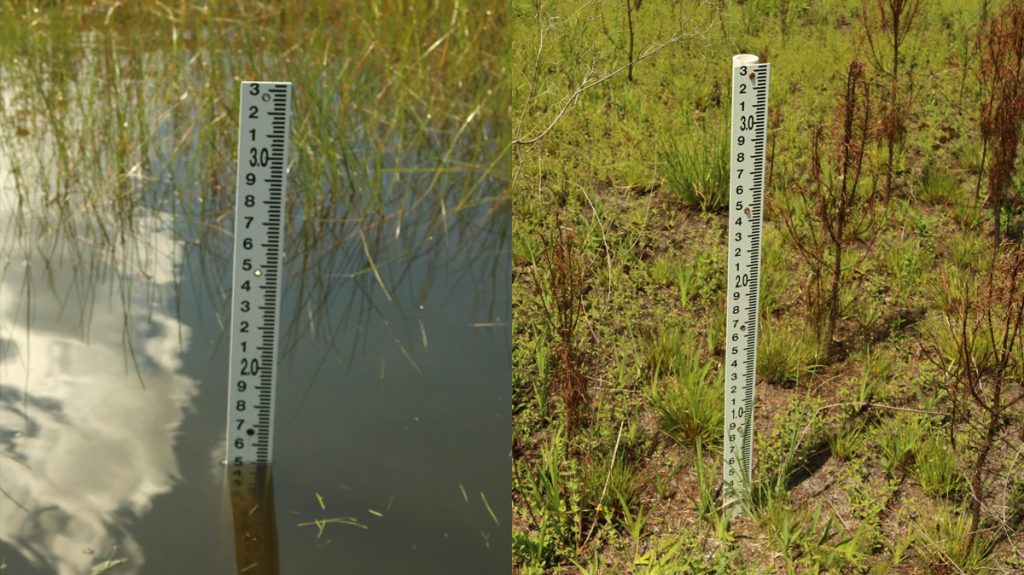 Rain gauges in two ephemeral wetlands- the left has a few inches of water, the right is dry.