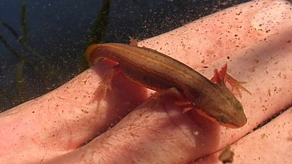 An older striped newt larva, an adult looking form with large gills.