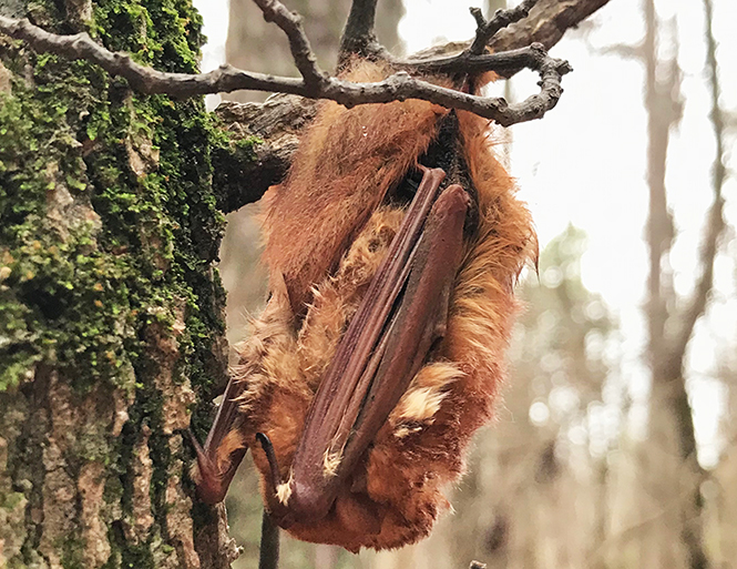 eastern red bat sleeping