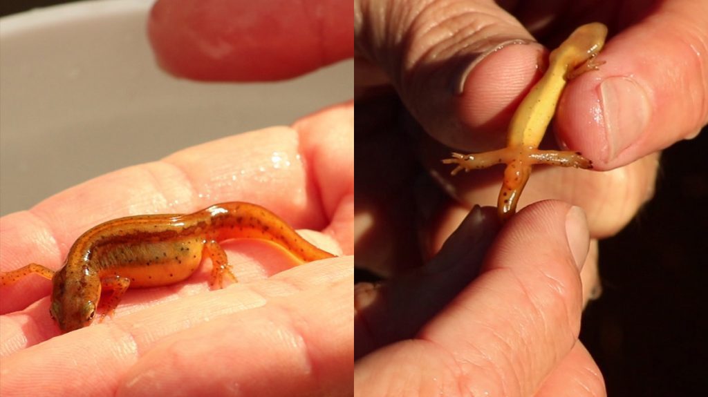 Left- female striped newt. Right- male striped newt.