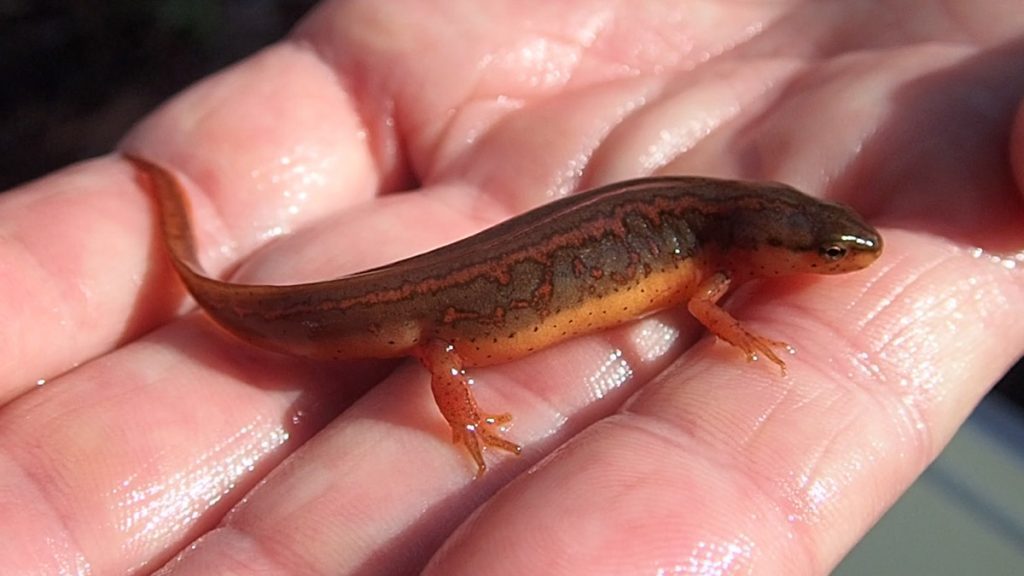 Adult striped newt in the palm of a hand.