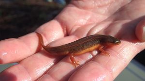 Adult striped newt in the palm of a hand.