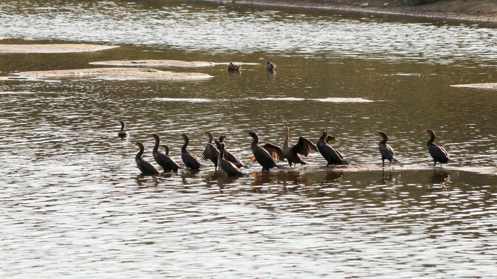 Double crested cormorants (Phalacrocorax auritus) rest on a sandbar in Lake Elberta.