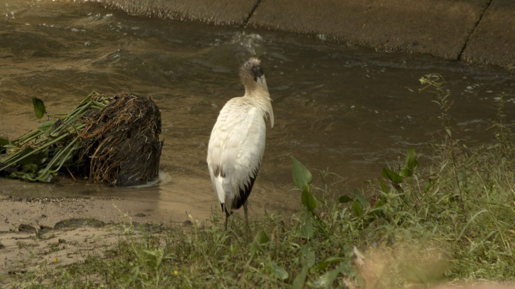 Juvenile wood stork (Mycteria americana). You can identify it as such from the light grey feathers on its neck and head.