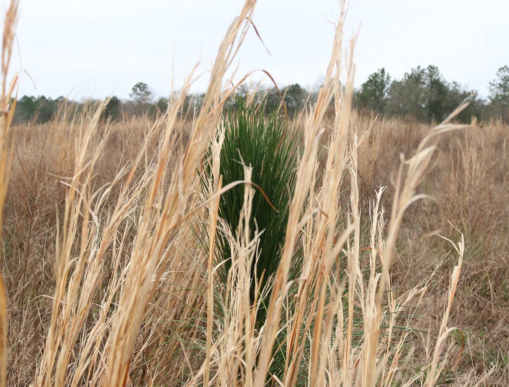 A planted longleaf pine grows in a field of grass at the L. Kirk Edwards WEA.