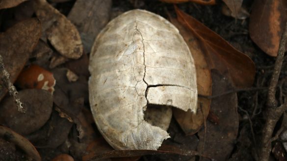 Musk turtle shell found at L. Kirk Edwards WEA in Tallahassee.