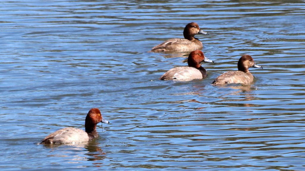 Redhead ducks (Aythya americana) at Lake Elberta.
