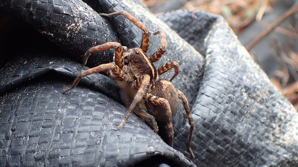 A wolf spider consumes a frog alongside the St. Marks River.