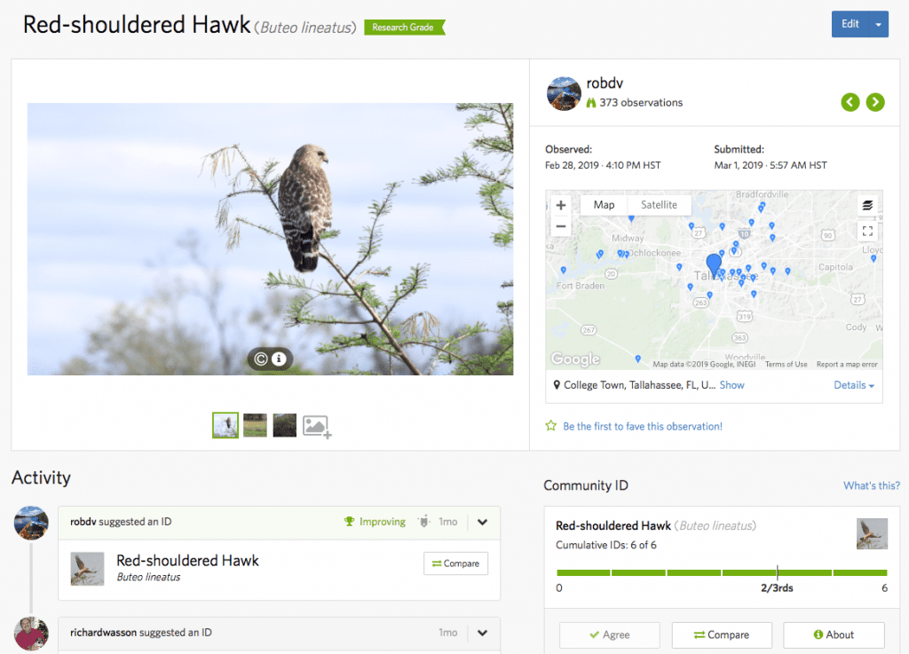 My iNaturalist observation for a red-shouldered hawk at Lake Elberta from February 28.