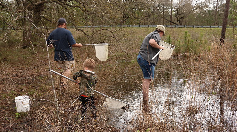A family of volunteers dipnets an ephemeral wetland off Crawfordville Hwy.