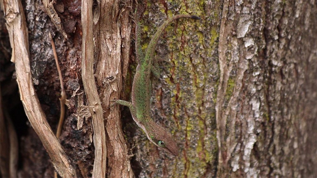 Green anole (Anolis carolinensis), camouflaged on a tree trunk.