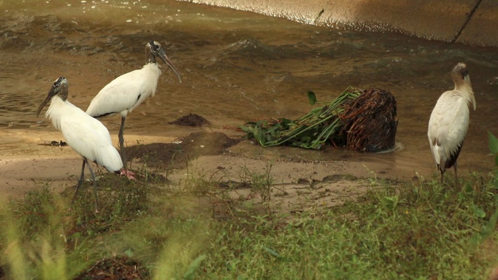 Three wood storks (Mycteria americana) . The two on the left are adults, the one on the right is a juvenile.