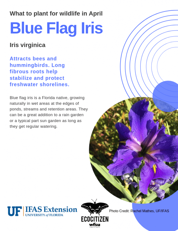 Blue Flag Iris (Iris virginica)