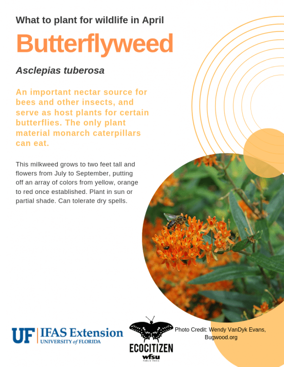 Buterflyweed (Asclepias tuberosa), a Florida native flower you can plant in April.