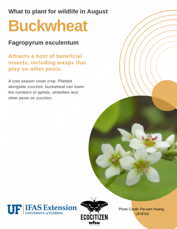 Buckwheat (Fagropyrum esculentum)