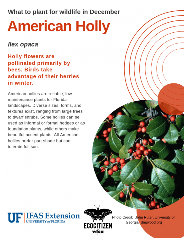 American Holly (Ilex opaca), a tree/ shrub you can plant in December.