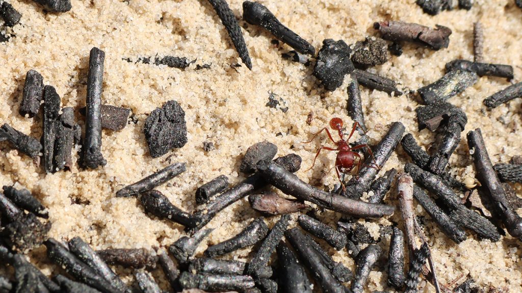 Florida harvester ant (Pogonomymex badius) re-arranges charred pine needles atop its nest. 