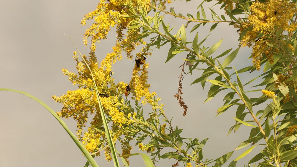 Several pollinators receive nectar from a goldenrod growing on the shore of Lake Elberta.