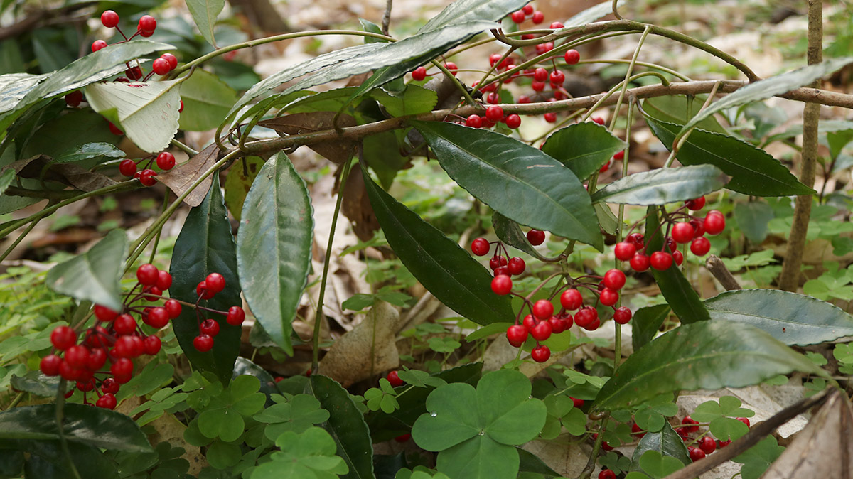 Coral Ardisia - University of Florida, Institute of Food and Agricultural  Sciences
