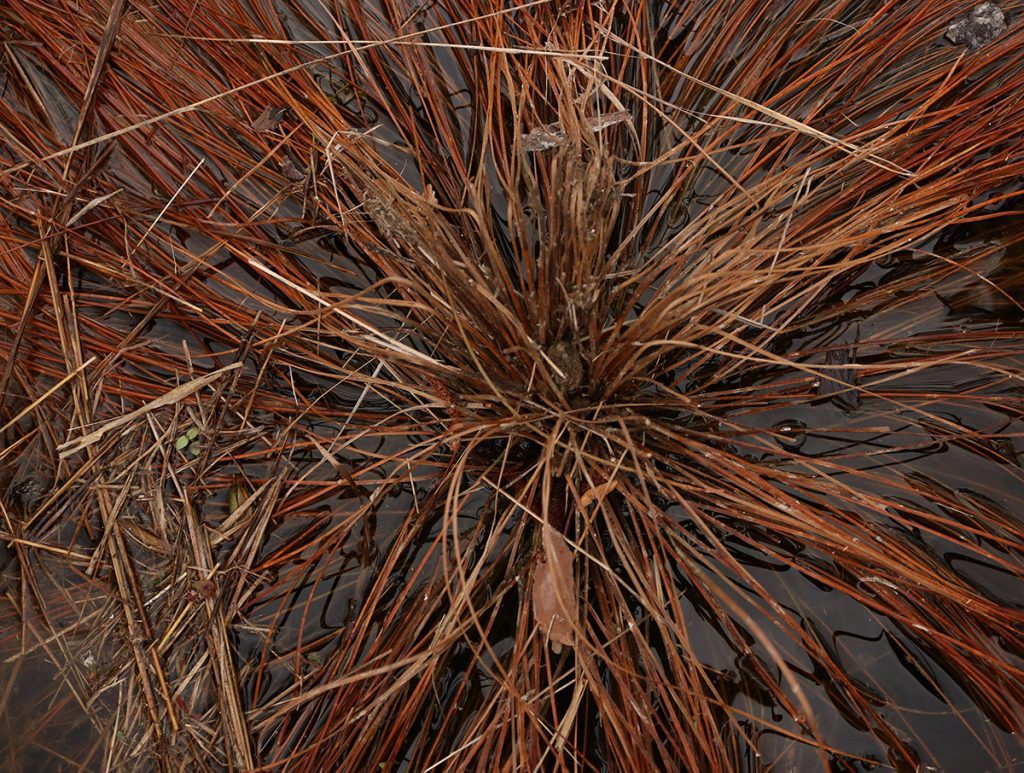 Longleaf pine in its grass stage, drowned in an ephemeral wetland.