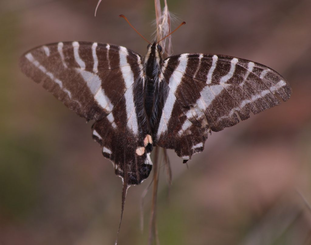 Zebra swallowtail (Eurytides marcellus), missing one of its tails.